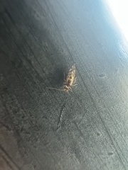 Graphopsocus