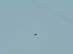 Thalasseus maximus