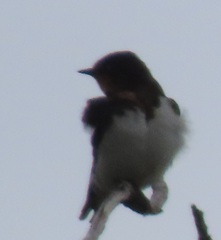 Hirundo rustica rustica