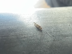 Graphopsocus