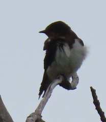 Hirundo rustica rustica