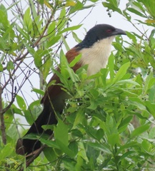 Centropus superciliosus burchellii