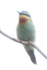 Merops persicus persicus