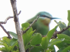 Merops persicus persicus