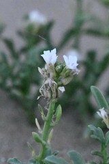 Cakile maritima