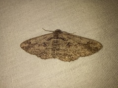 Iridopsis vellivolata