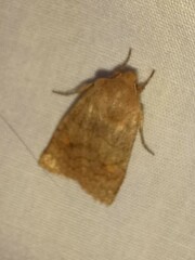 Eupsilia tristigmata