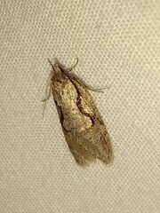 Semioscopis packardella