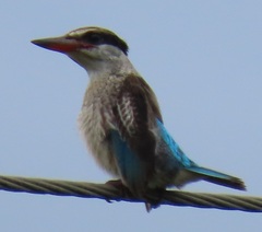 Halcyon chelicuti chelicuti