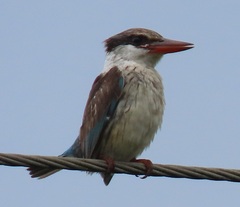 Halcyon chelicuti chelicuti