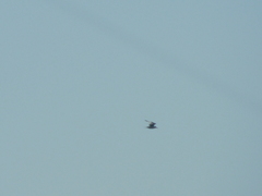Thalasseus maximus