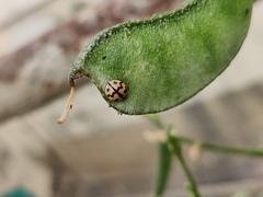 Cheilomenes sexmaculata
