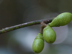Litsea stocksii