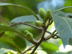 Litsea stocksii