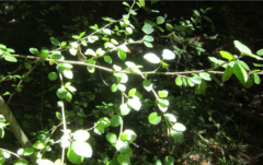 Streblus heterophyllus