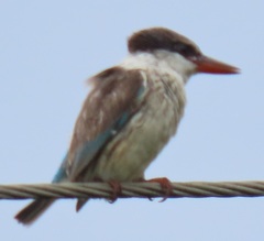 Halcyon chelicuti chelicuti