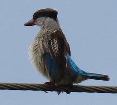 Halcyon chelicuti chelicuti