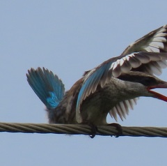 Halcyon chelicuti chelicuti