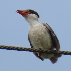 Halcyon chelicuti chelicuti