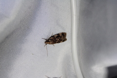 Barea exarcha