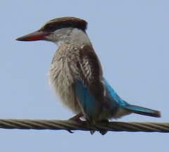 Halcyon chelicuti chelicuti