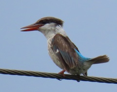 Halcyon chelicuti chelicuti