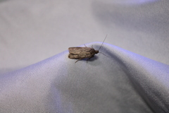 Phaeosaces apocrypta