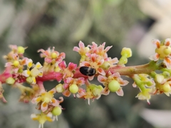 Attagenus fasciatus