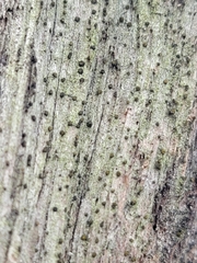 Berkleasmium conglobatum