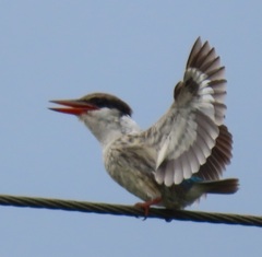 Halcyon chelicuti chelicuti