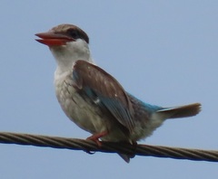 Halcyon chelicuti chelicuti