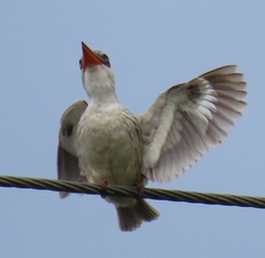 Halcyon chelicuti chelicuti