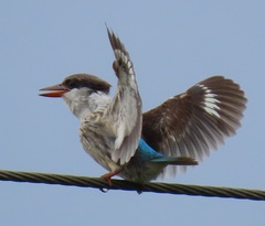 Halcyon chelicuti chelicuti