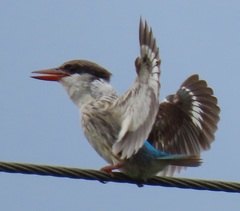 Halcyon chelicuti chelicuti