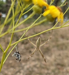 Argiope protensa