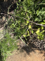 Asparagus angusticladus