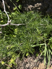 Asparagus angusticladus