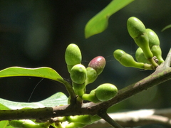 Litsea stocksii