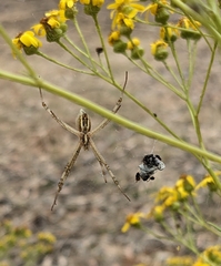 Argiope protensa