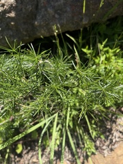 Asparagus angusticladus