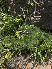 Asparagus angusticladus