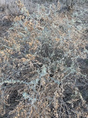 Atriplex canescens