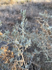 Atriplex canescens