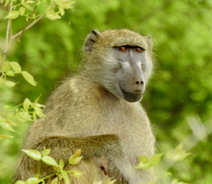 Chacma Baboon photo 4