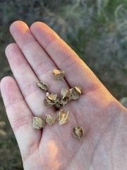 Atriplex canescens