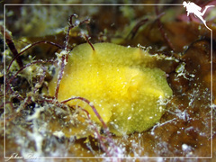 Doriopsis granulosa