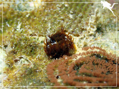 Madrella ferruginosa