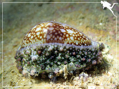 Monetaria caputserpentis