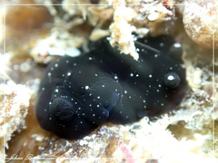 Dendrodoris nigra