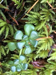 Sedum oreganum